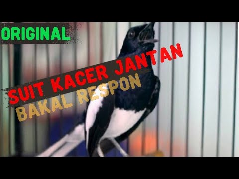 Suara asli suit kacer jantan buat pikat dan masteran