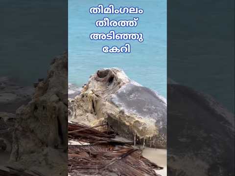 😭 തീരത്തടിഞ്ഞുകയറിയെ  തിമിംഗലതെ നാട്ടുകാർ കുഴിച്ചുമൂടി 😭😭 #music #remix