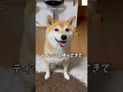 お姉ちゃん花粉症だからティッシュ持ってきてくれます💕　#柴犬　#犬　#かわいい犬 #かわいい #犬のいる暮らし