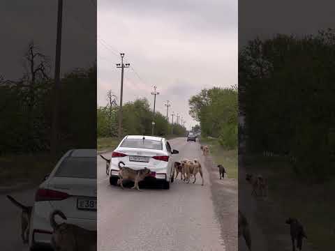 Во она быдло🤦♂️