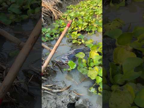 Best Fishing Technique #shorts