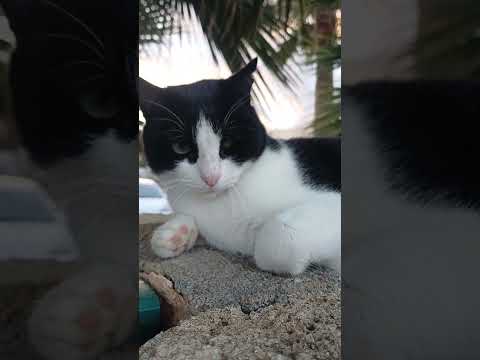 cats in front of a Chinese restaurant in Acapulco