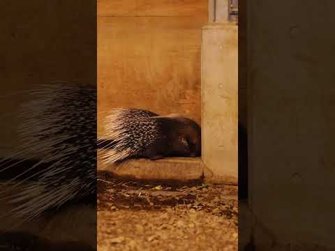 圓山動物園 タテガミヤマアラシの冒險 #shorts #animals #タテガミヤマアラシ #癒し