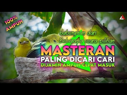 Masteran Sirtu / Cipoh Paling Dicari Dijamin Cepat Masuk