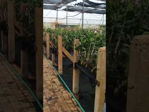 Beautiful orchid orchard of #. Bhubaneswar 💞🔥