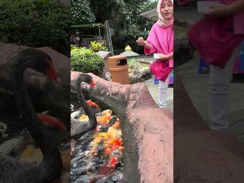 HAFIZAH NGASIH MAKAN IKAN TAPI GELI #shorts
