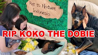 RIP Koko The Dobie - Dobermann Termanis & Penurut - Pet To Nature Indonesia