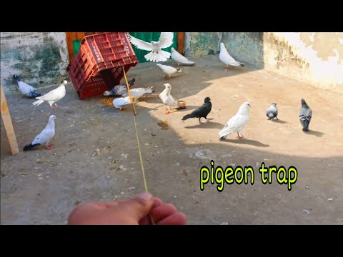 pigeon trap  || kabootar pakadne ka asaan tarika / Catch pigeons #Birds