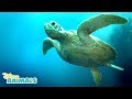 Exploring the World of Sea Turtles