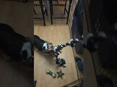 Tug o war with Nori! #corgi #doggielife #cutedog #puppy #cute