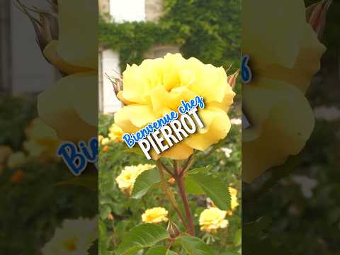 Bienvenue chez Pierrot !