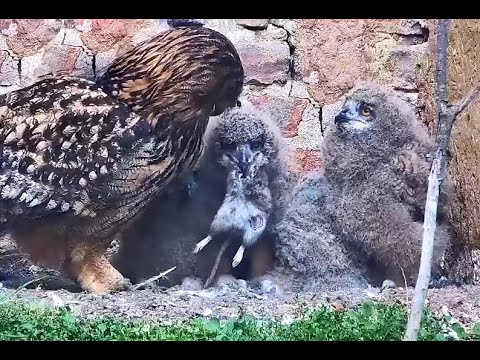 Lunch for Eagle Owlets. EGE – Society for the Preservation of Owls 19 April 2024