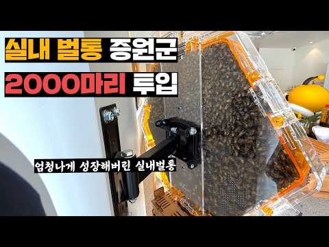 세력이 <strong>약한</strong> 실내 벌통에 사는 벌들한테 증원 세력 2000마리 투입해보기(feat. 벌통 호흡기)