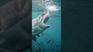 Face to Face with a Great White Shark 🎬 Tanner Mansell #GoPro