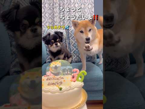 かわいいケーキでお祝い😂#柴犬 #チワワ #shorts サムネイル