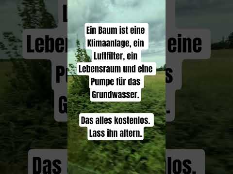Ein Baum ist wie eine Klimaanlage