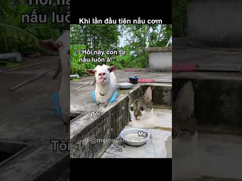 Khi tôi lần đầu tiên nấu cơm #funny #mememeo #memecat