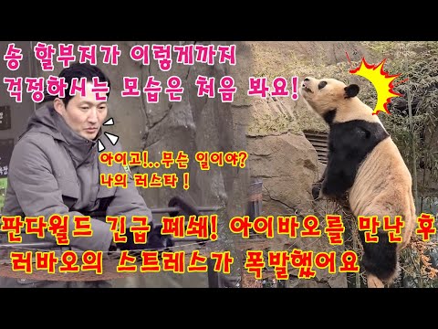 맙소사!!💥판다월드 긴급 폐쇄!💥 아이바오를 만난 후 러바오의 스트레스가 폭발했어요🤦‍♂️송바오 할부지가 이렇게까지 걱정하시는 모습은 처음 봐요!😱