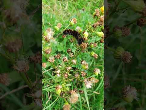 #shortvideo#ireland#nature