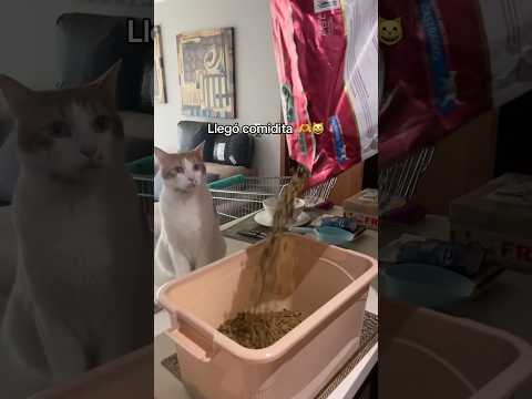 Comidita para el señorito simba #flowers #love #cat