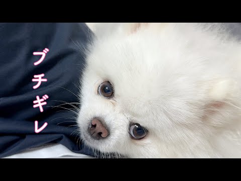 隠しごとをする飼い主にキレてしまったポメラニアン