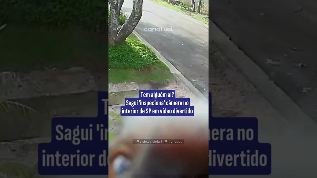 Sagui inspeciona câmera no interior de SP em vídeo divertido veja o momento
