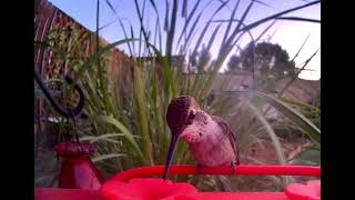 BIRDFY HUM FEEDER - 7/8