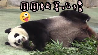圓圓躺著吃竹葉，圓圓好漂亮|熊貓貓熊The Giant Panda Yuan Yuan and Yuan Bao|台北市立動物園