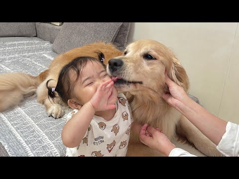 会えなかった寂さを全身で伝えてくるゴールデンレトリバーが可愛すぎました...