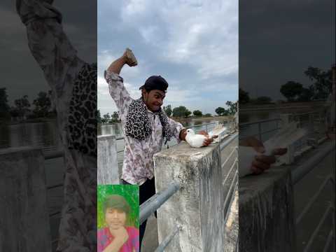 Kabutar 😭 ki video #pigeon #birds #👀👀👀😥😥😓#music #new #vairal #yotube #ytshorts #shorts
