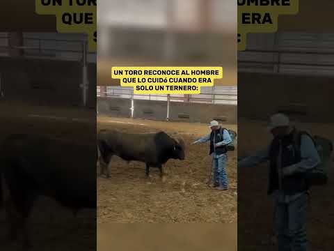 Mira como este gran Toro reconoce a quien Lo cuidó 😮