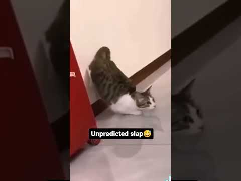 funny animals video 😂😍