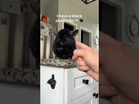 #chinchilla #dust #magic #shorts
