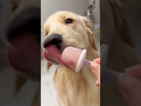 犬の動画サムネイル - ヤギミルクで作った特性いちごミルクアイス‪🍓🥛です！#ゴールデンレトリバー#ゴールデンレトリバーのいる生活 #大型犬のいる暮らし #ゴルパピ麹 #goldenretriever