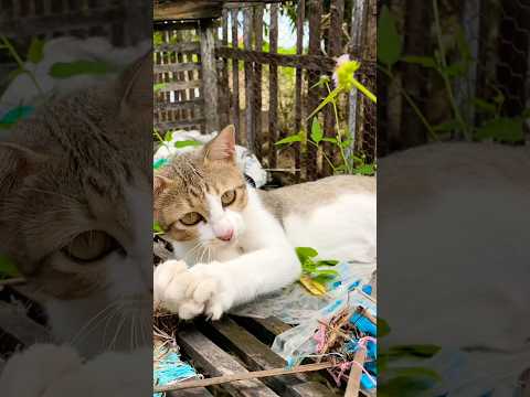 #cat #cats #cute #catvideos #catshorts #catai #ai #funny #love #pets #lovely #shorts #shortvideos