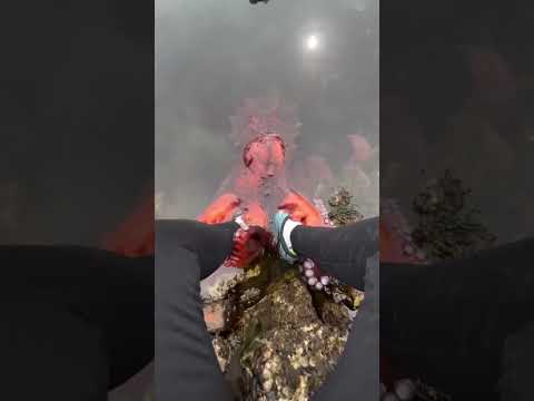 Historia de un Pulpo Enamorado!  ❤️ ❤️