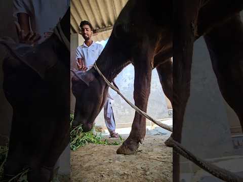 Chavdu ne jid kar di #shorts #minivlog #vlogs