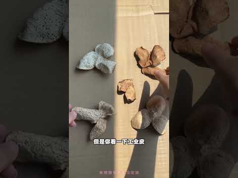 新会陈皮辨真伪，你学会了吗？ #新会陈皮 #陈皮 #知识科普 #科普