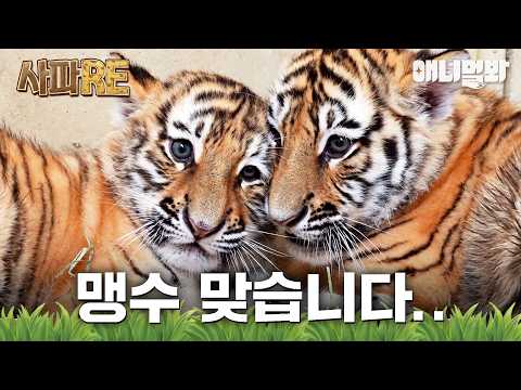 [사파RE] 어리다고 놀리지 말아요~💦 #<strong>동물농장</strong> #animalfarm