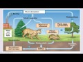 Exploring Trophic Levels and Nutrient Cycles in Ecology