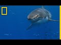 Great White Sharks: Behavior and Migration