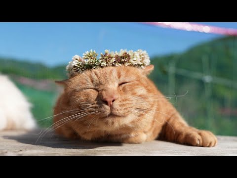 猫の動画サムネイル - 白詰草 冠 のせ猫　250708