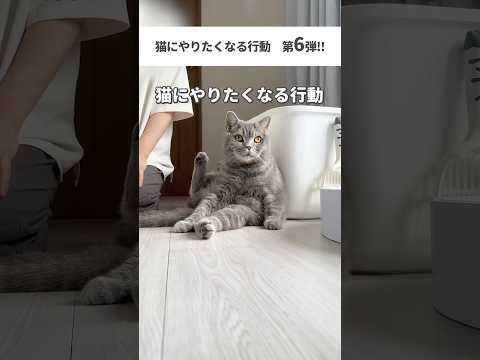 #猫 #cat #ねこ #猫動画