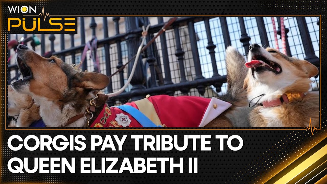 Corgis parade outside Buckingham Palace to remember Queen Elizabeth II a year since her death