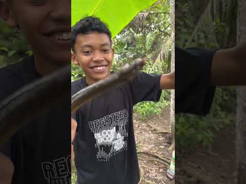 Dapat belut babon dispot rahasia