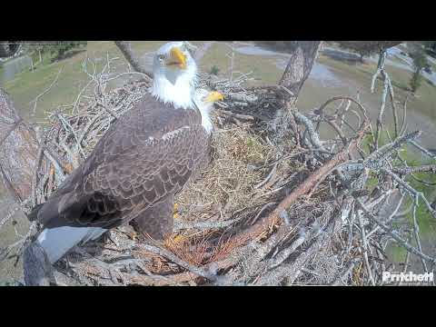 12.1.25 F23 Not Ready to Give Up Incubation Duties to M