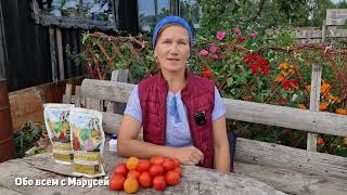 СОБИРАЮ КРАСНЫЕ , ВКУСНЫЕ ТОМАТЫ С КУСТА ДАЖЕ ОСЕНЬЮ! ПРОСТО ПРАВИЛЬНО ПОДКОРМИ