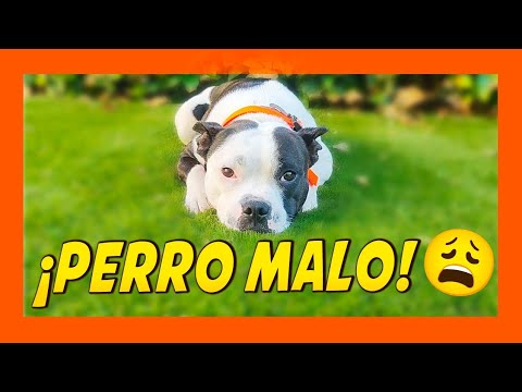 ¿TU PERRO SE PORTA MAL? 😩 | ¡HAZ ESTO! 📝🤔