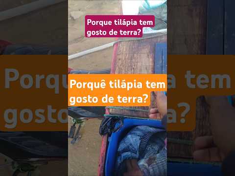 Porque a tilápia tem gosto de terra? #pesca #tilapias #peixes #viraliza