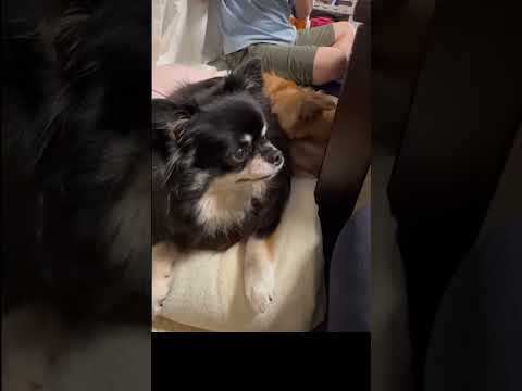 仲良しおやつタイム!#チワワ#多頭飼い#犬のおやつ